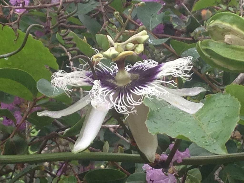 مبيت وإفطار Casa Flor باكيتا المظهر الخارجي الصورة