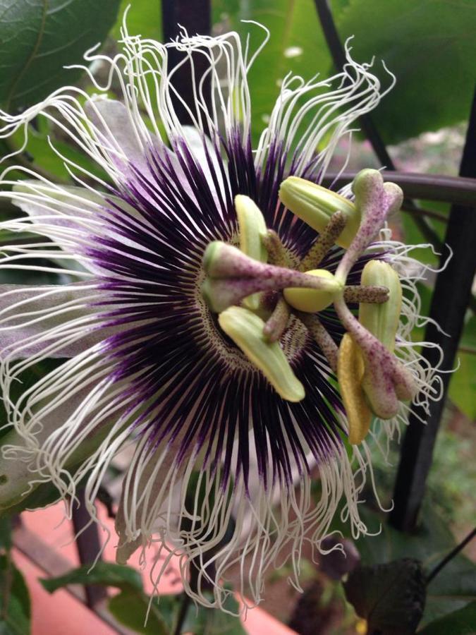 مبيت وإفطار Casa Flor باكيتا المظهر الخارجي الصورة
